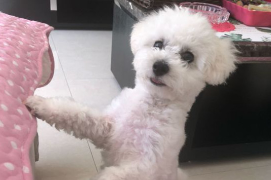 纯种比熊犬多少钱一只，纯种比熊价格1200-6500元