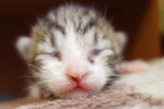 小猫几天睁眼睛自己能走