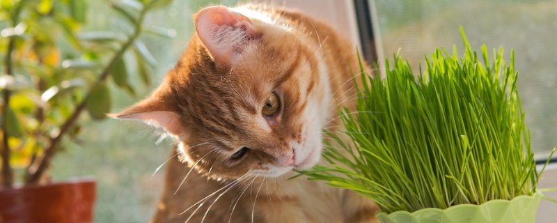 猫吃蟑螂怎么办