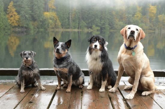 纯种中华田园犬在哪买