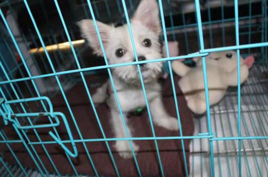 犬瘟多少天算撑过去了