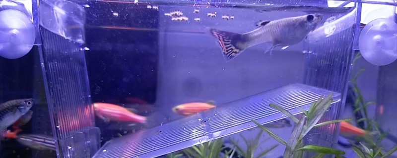 母孔雀鱼难产死的征兆