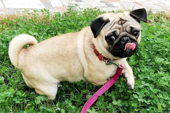 巴哥犬怕冷吗