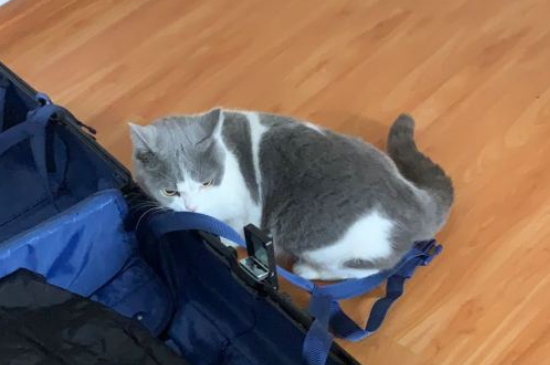 猫禁情粉副作用
