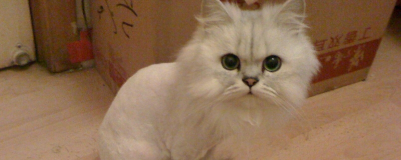猫咪可以吃薯片吗