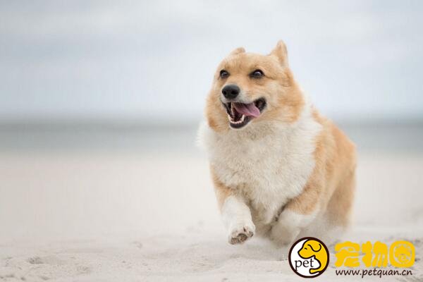 柯基犬的小短腿非常萌，想养却需要慎重考虑(有缺陷)