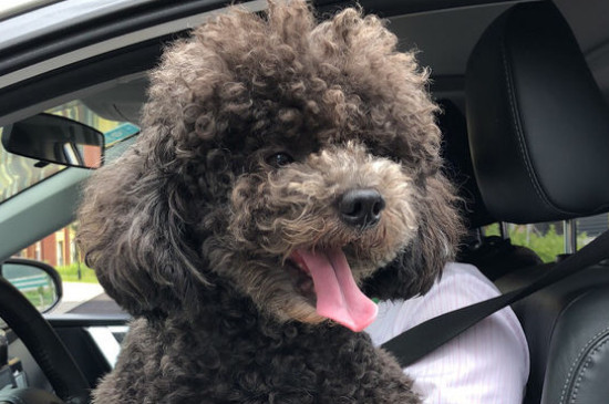 泰迪属于什么犬种