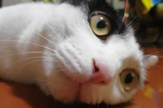 小猫的眼睛一天三变