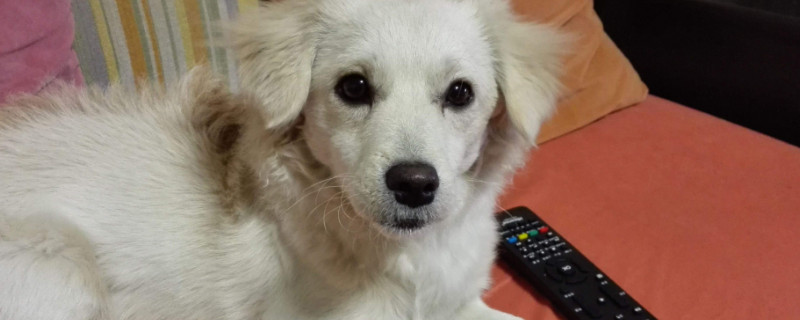 狗感冒了是什么症状