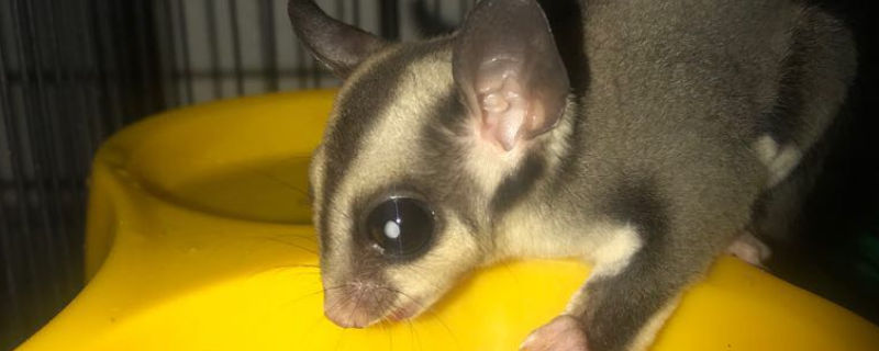 蜜袋鼯会定点排泄吗