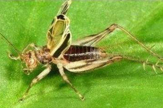 竹铃虫子怎么饲养