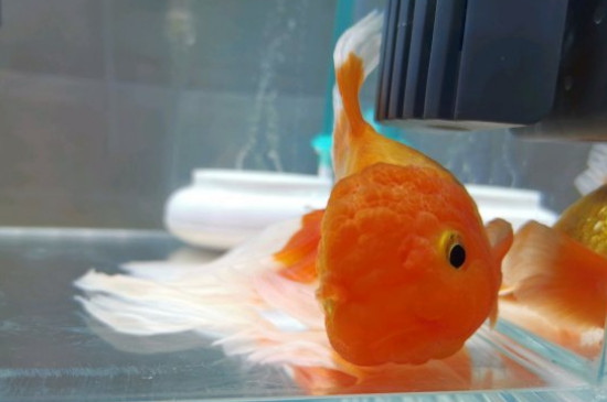 金鱼肠炎要停食多久