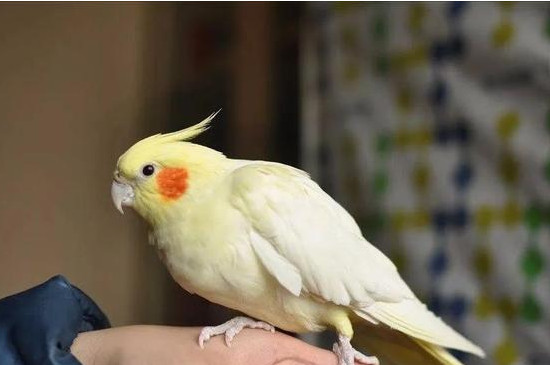 玄凤只养一只会抑郁吗