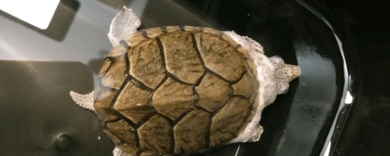 剃刀龟几年成年