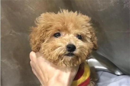 怎么给泰迪剪毛，手把手教你打造最美泰迪犬