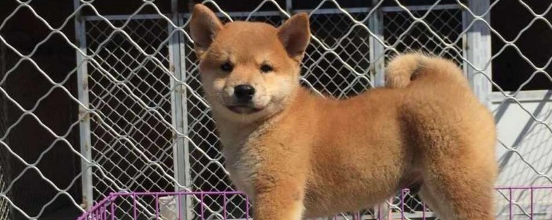 柴犬小时候怎么看品相