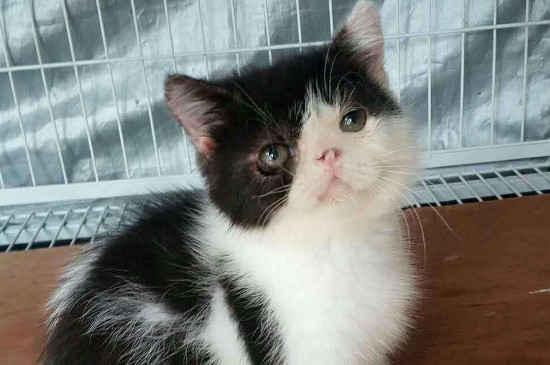 猫可以喝羊奶吗