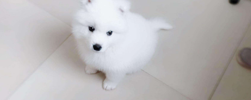萨摩耶为什么养不起