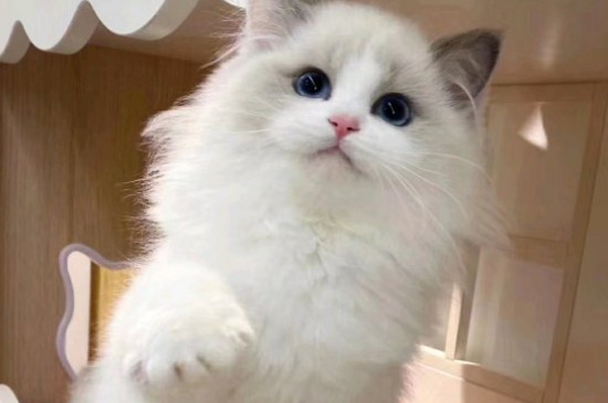 猫尿味怎么去除