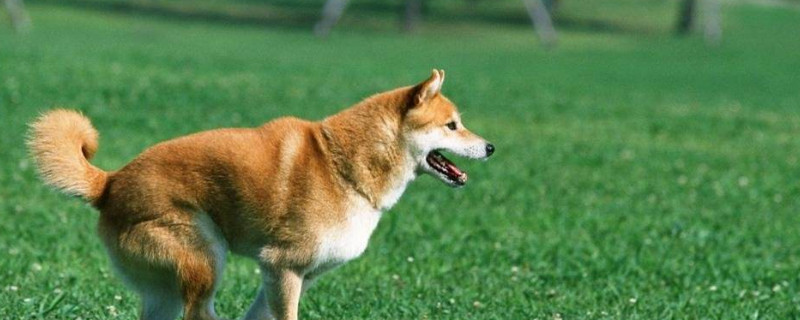 柴犬幼犬怎么训练
