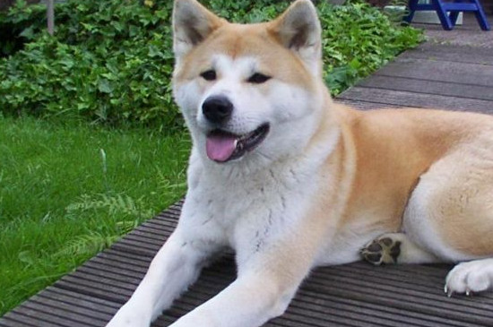 秋田犬的性格特点