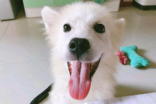 狗一岁相当于人多少岁