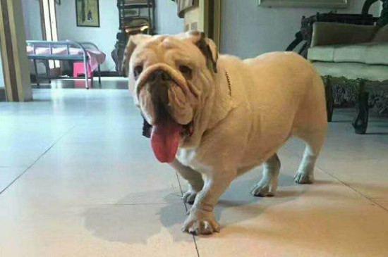 斗牛犬好养吗