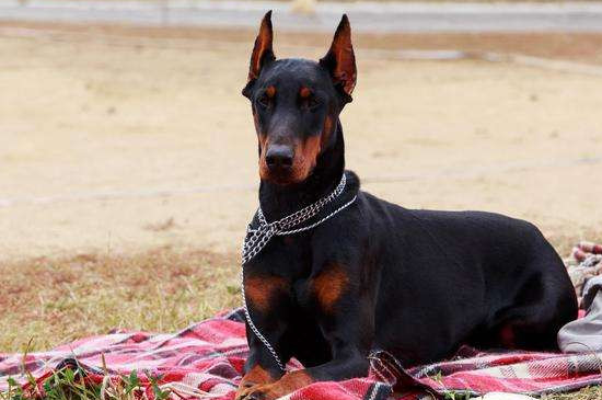 杜宾犬不断尾可以吗