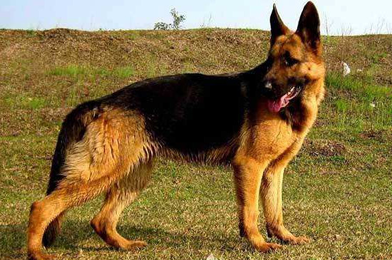 适合家养的大型犬