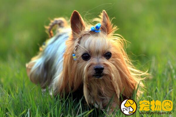 约克夏梗犬体型比吉娃娃还小，捉老鼠的本事比猫还大