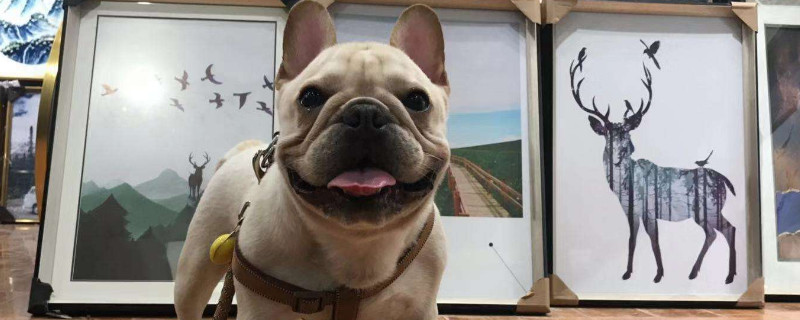法牛犬好养吗