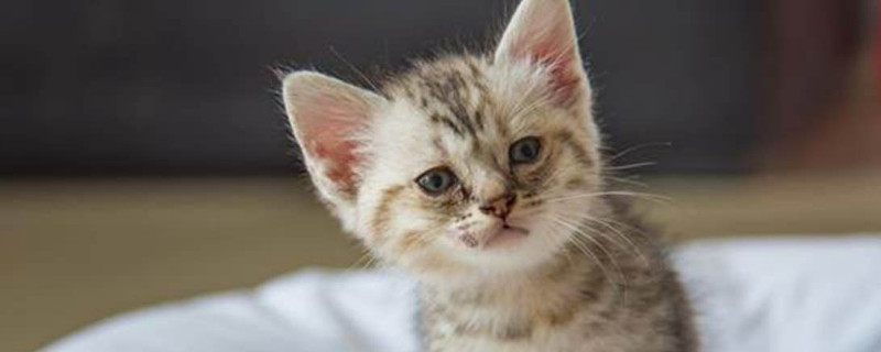如何判断猫咪是否缺钙