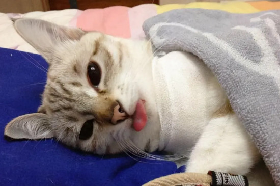 猫咪又拉又吐是什么原因