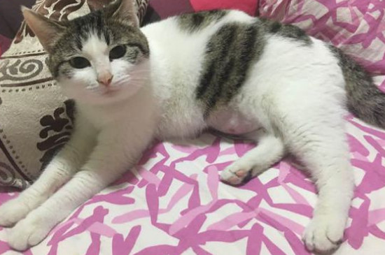 猫为什么要吃老鼠