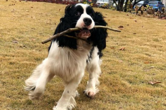 史宾格犬的优点和缺点