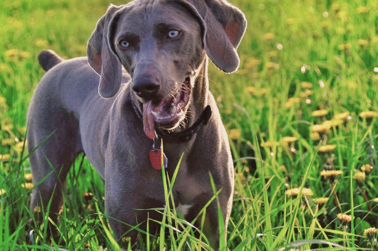 威玛猎犬适合家养吗