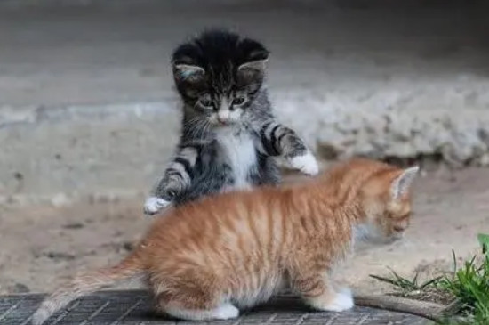 猫咪认可主人的六个表现