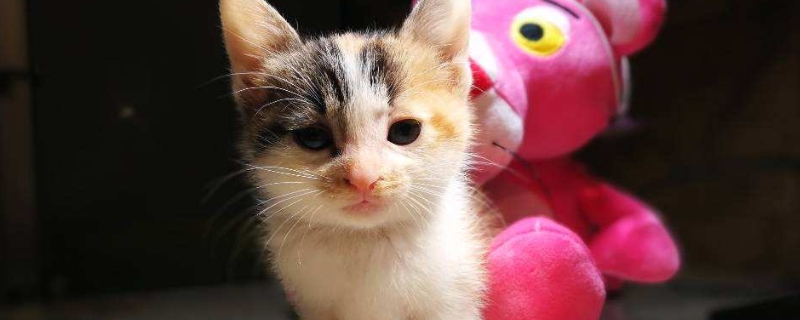 两个月猫咪怎么养