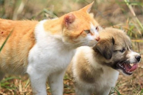 铲屎官是猫还是狗