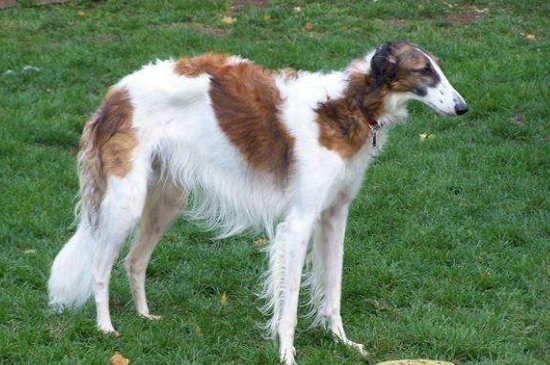世界十大猎犬品种排名，山区打猎最厉害的狗图片