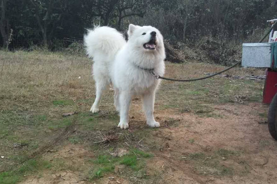 萨摩怀孕多久生