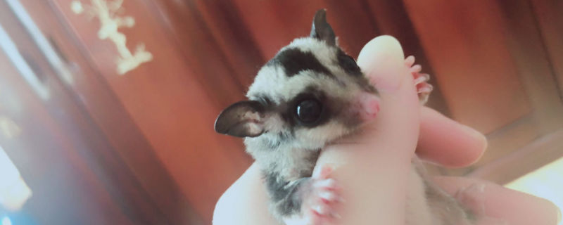蜜袋鼯多少天完全睁眼