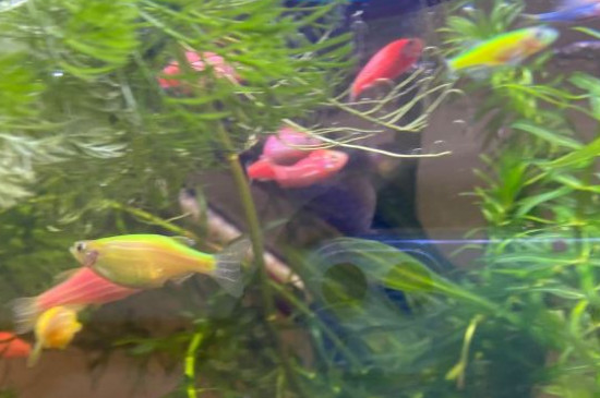 养斑马鱼用不用增氧