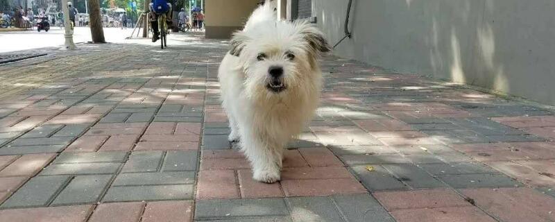 狗可以吃核桃吗