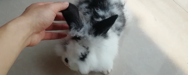 一个多月小兔子吃什么