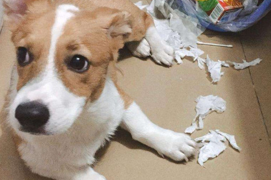 小狗尿频一会尿一点