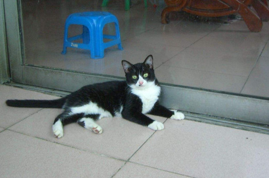 猫咪黄疸怎么治疗