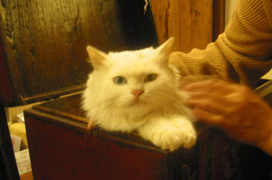 波斯猫为什么会有异瞳