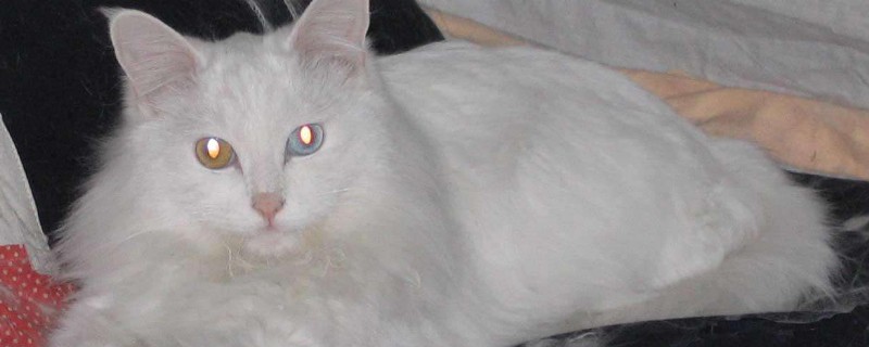 猫放屁很臭怎么办