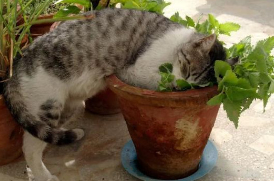 薄荷对猫有危害么